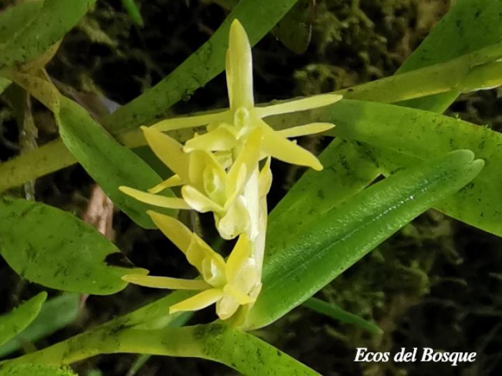 Epidendrum ramosum