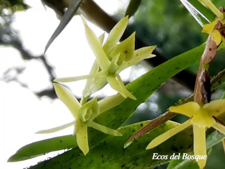 Epidendrum ramosum
