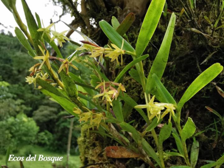 Epidendrum ramosum