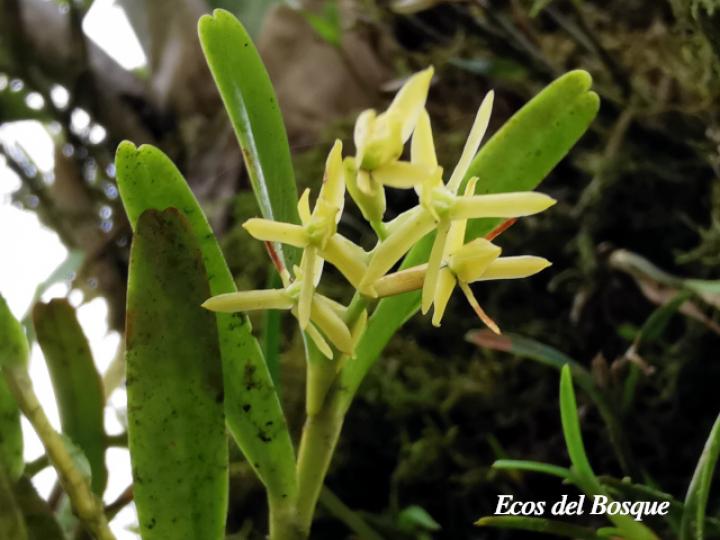 Epidendrum ramosum