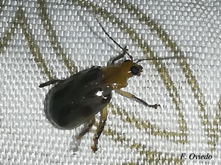 Exora obsoleta