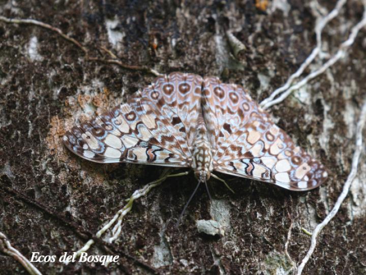 Hamadryas feronia farinulenta