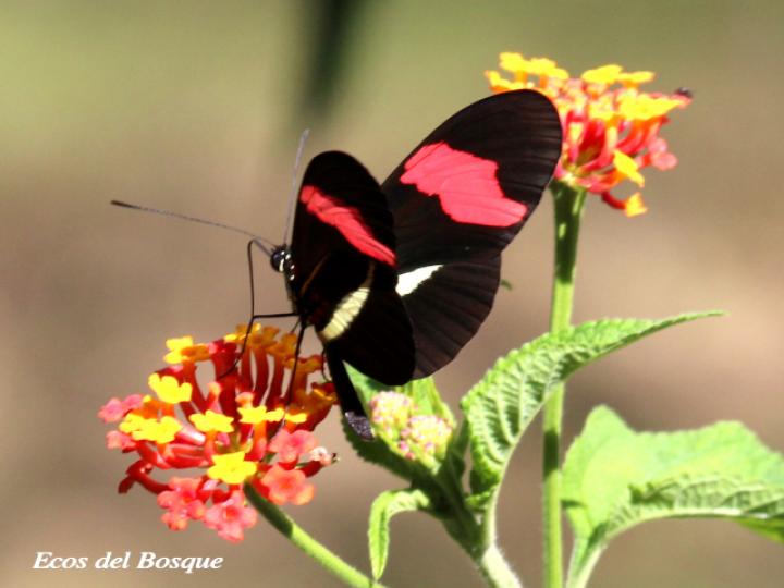 Heliconius erato petiverana