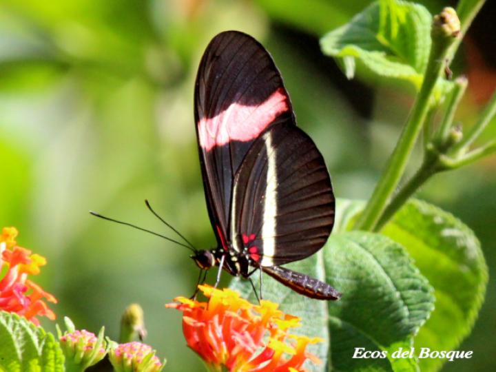 Heliconius erato petiverana