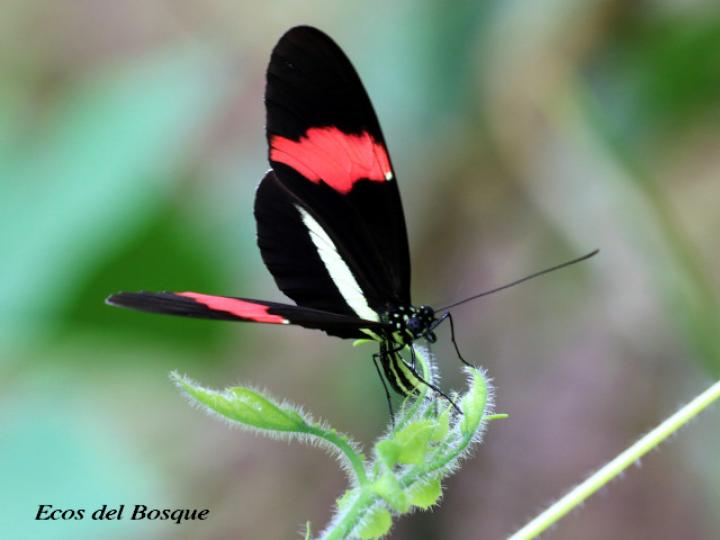 Heliconius melpomene rosina