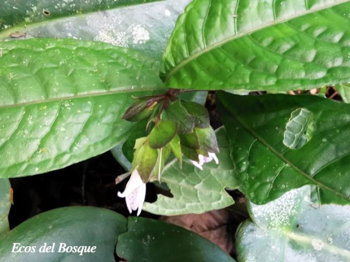 Herpetacanthus panamensis
