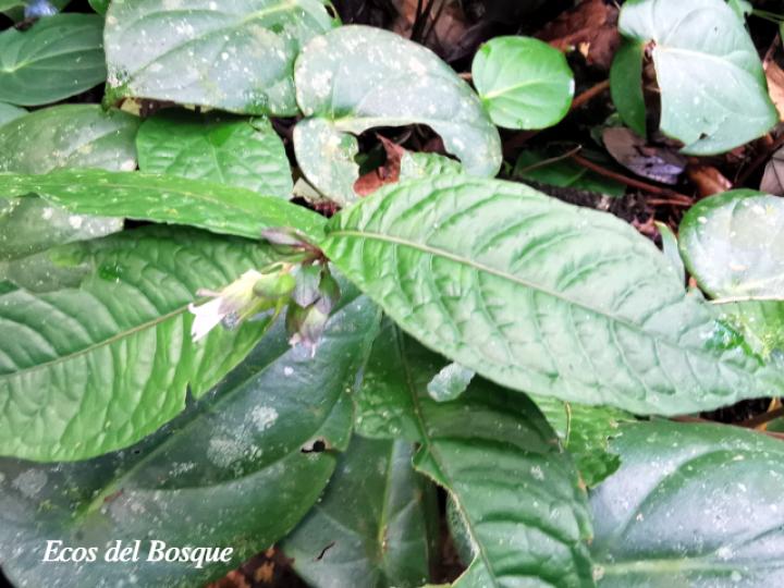 Herpetacanthus panamensis