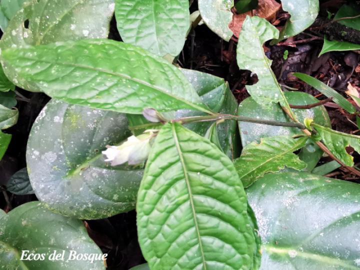 Herpetacanthus panamensis