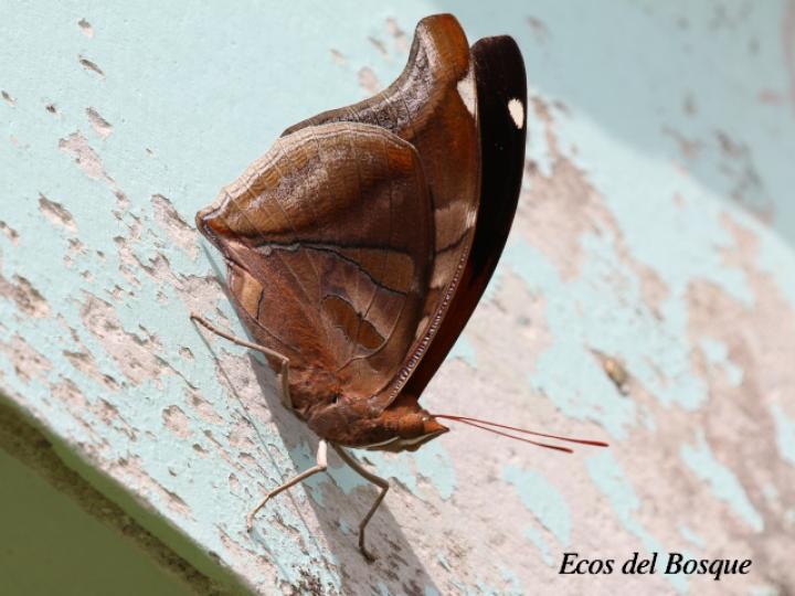 Historis odius dious