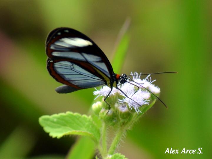 Ithomia patilla (Mariposa vitral)