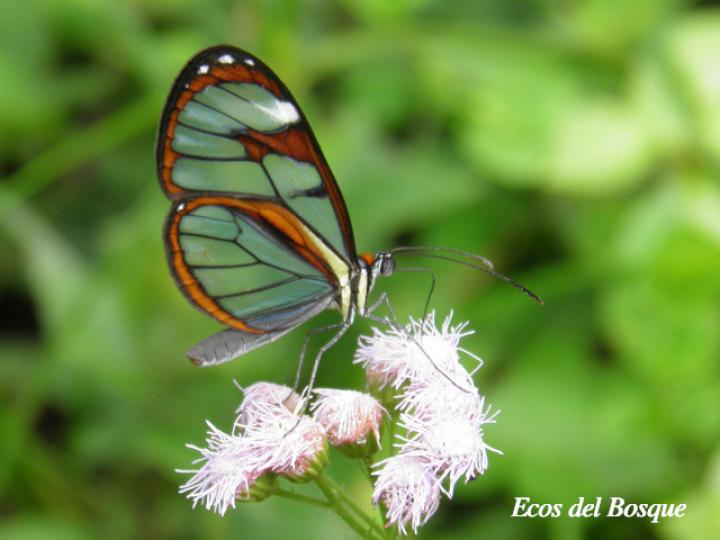 Ithomia patilla (Mariposa vitral)