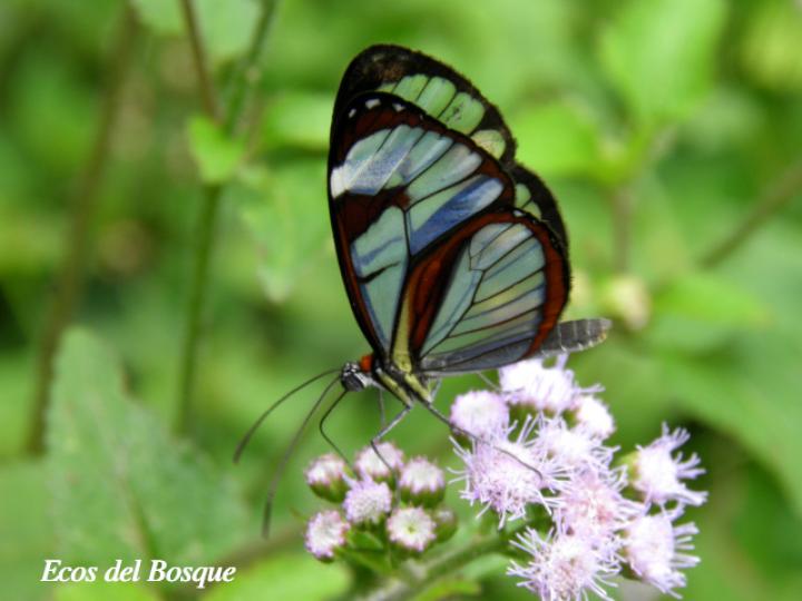 Ithomia patilla (Mariposa vitral)