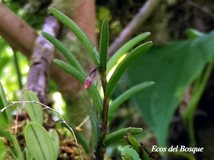 Jacquiniella globosa