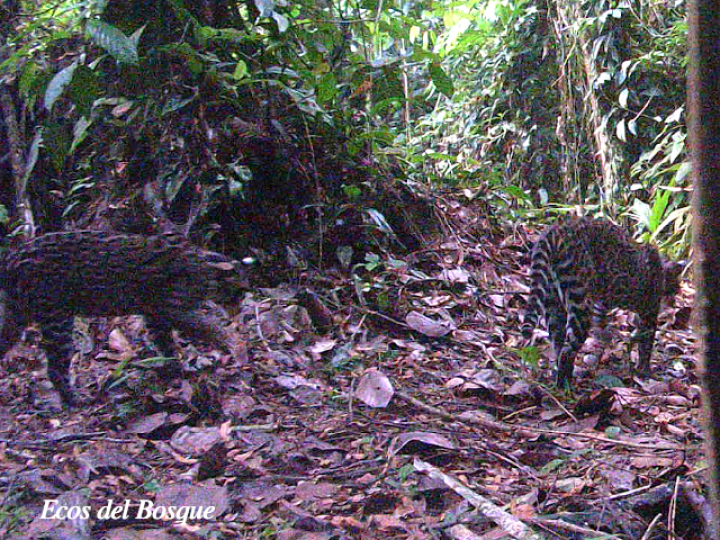 Leopardus pardalis (Manigordo, Ocelote)