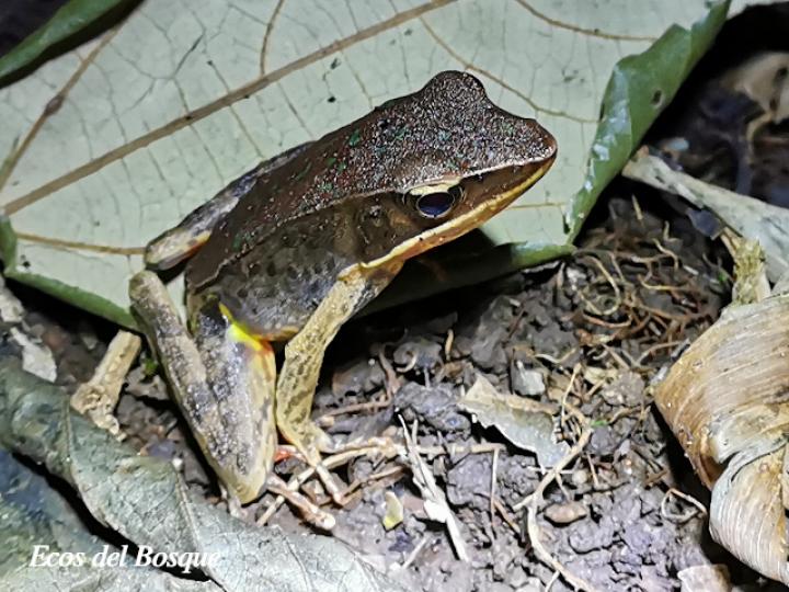 Rana de bosque brillante