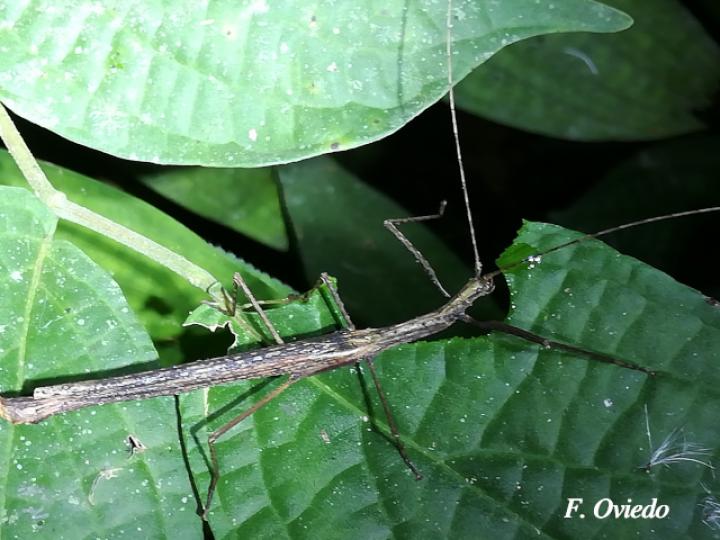 Metriophasma iphicles