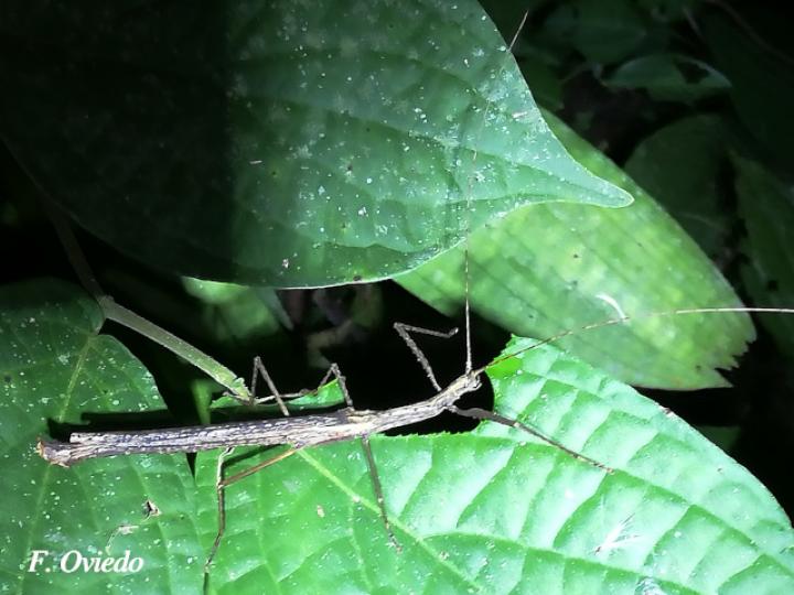 Metriophasma iphicles