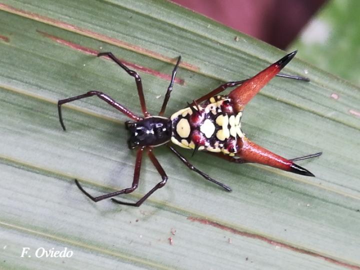 Micrathena sexspinosa (Araña flecha de seis puntas)