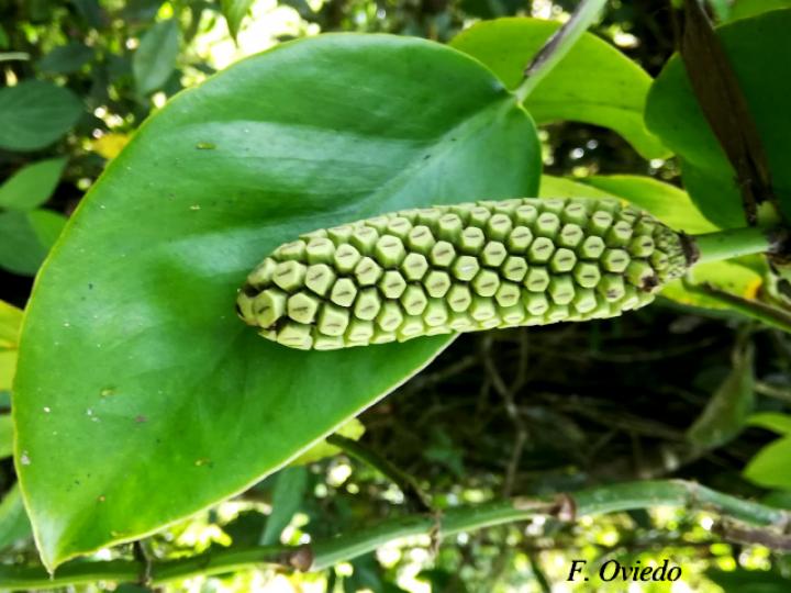 Monstera pittieri