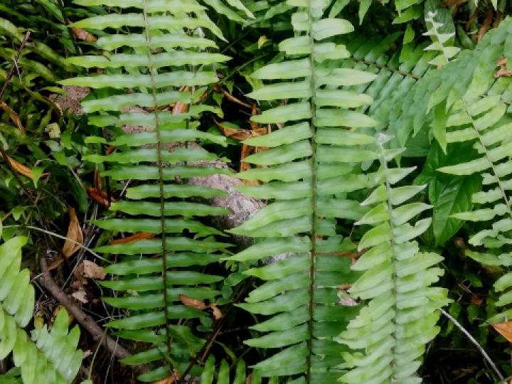 Nephrolepis biserrata