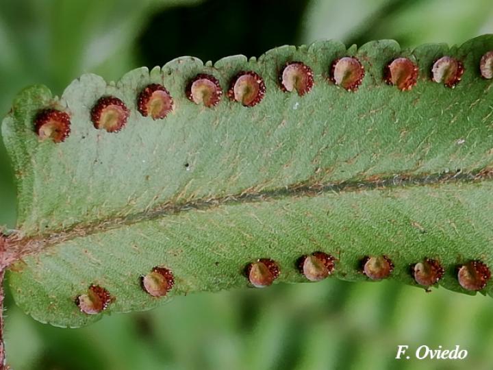 Nephrolepis biserrata