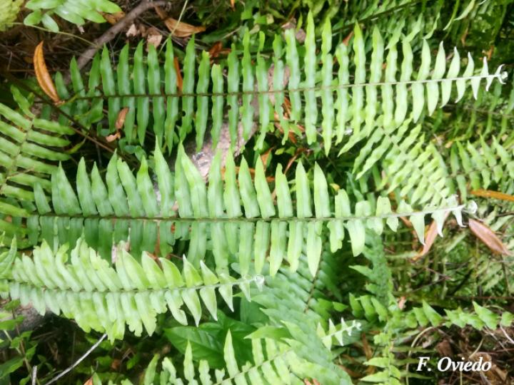 Nephrolepis biserrata