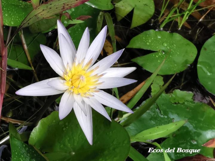 Nymphaea caerulea
