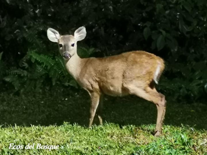 Odocoileus virginianus (Venado colablanca)