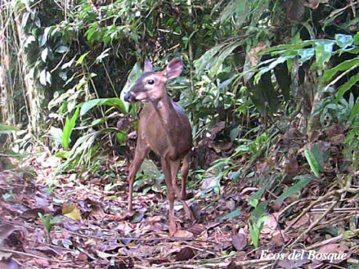 Odocoileus virginianus (Venado colablanca)