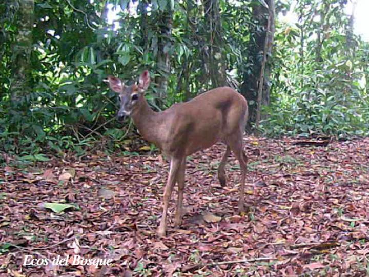 Odocoileus virginianus (Venado colablanca)