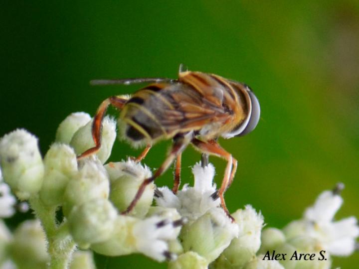 Palpada agrorum (Mosca de las flores)