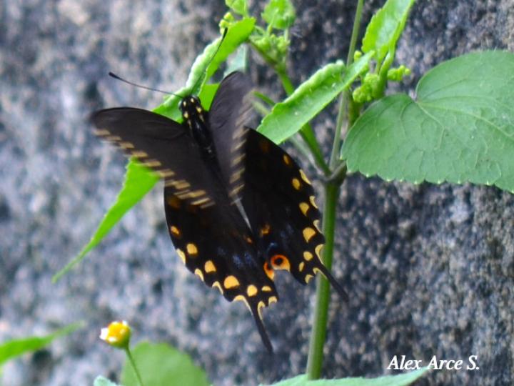 Papilio polyxenes stabilis (Cola de golondrina negra centroamericana)