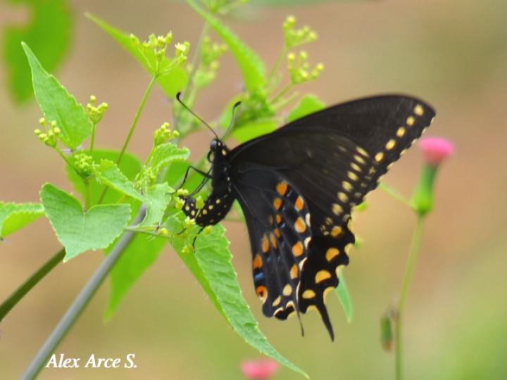 Papilio polyxenes stabilis (Cola de golondrina negra centroamericana)