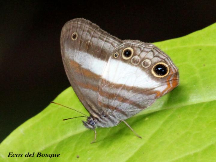 Pareuptychia metaleuca (Sátiro de una banda)