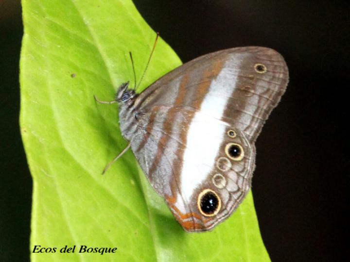Pareuptychia metaleuca (Sátiro de una banda)