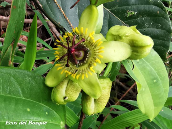 Passiflora lancearia