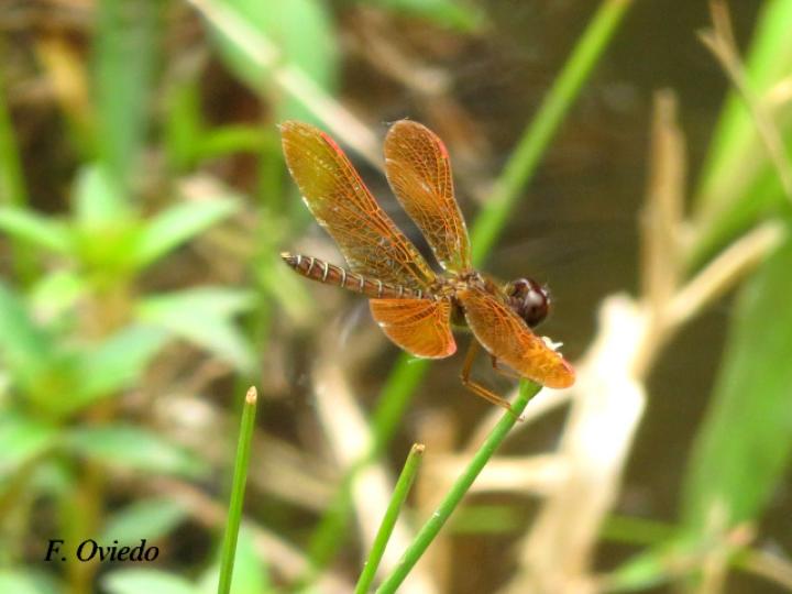 Perithemis tenera (Ambarina del este)