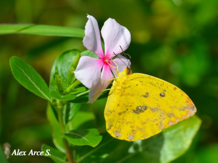 Azufre gigante de Argante
