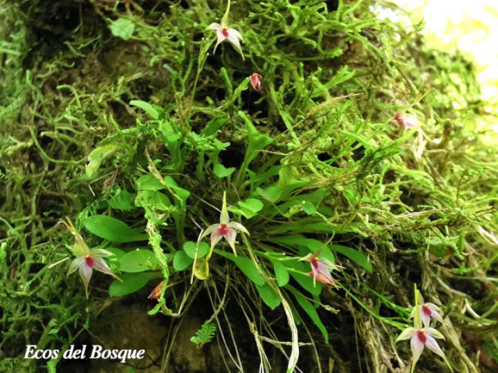 Platystele oxyglossa