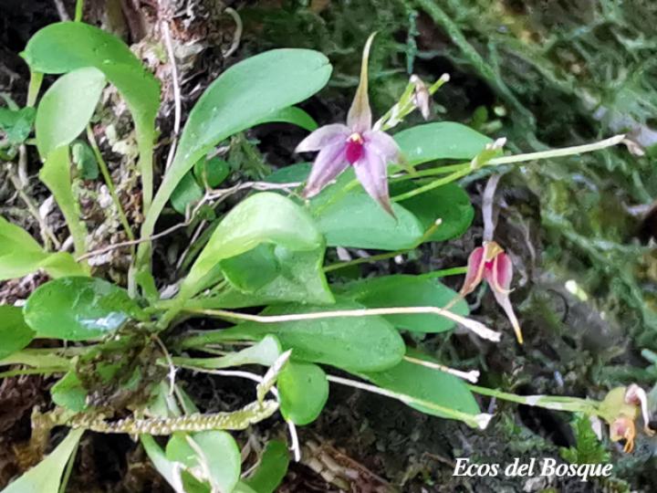 Platystele oxyglossa