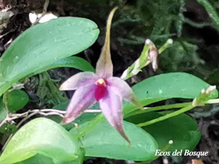 Platystele oxyglossa