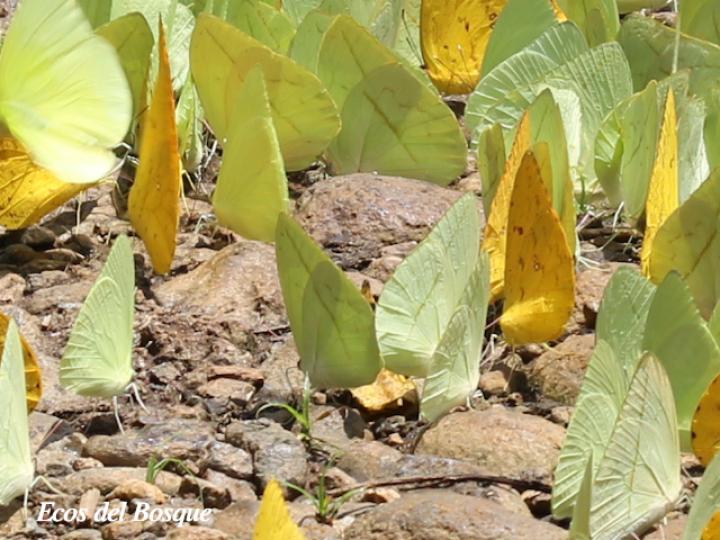 Azufre de líneas rectas