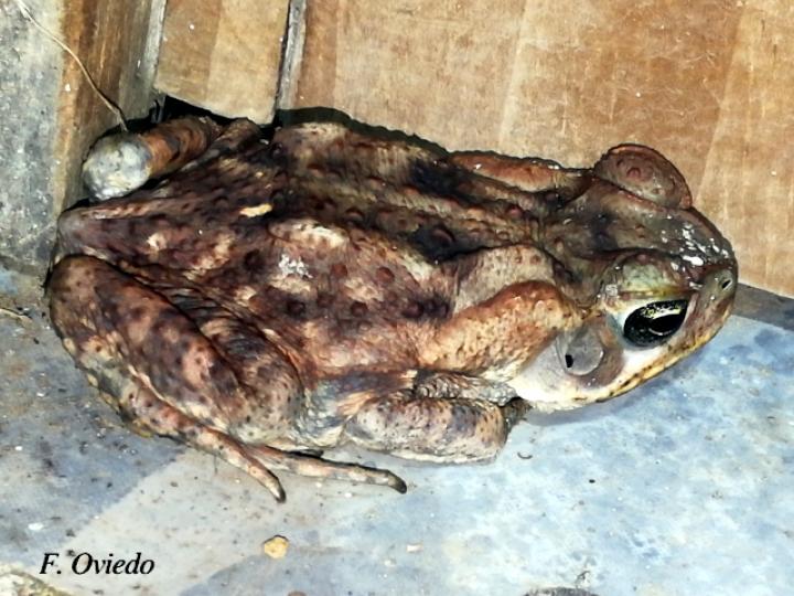 Rhinella horribilis (Sapo común)