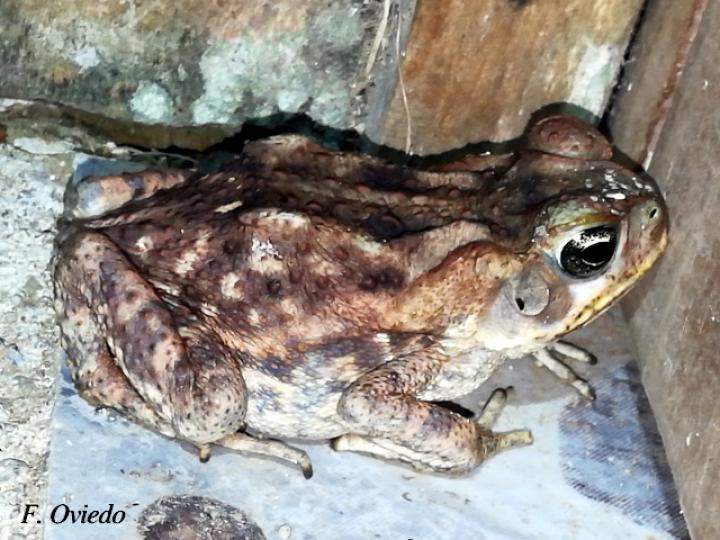 Rhinella horribilis (Sapo común)