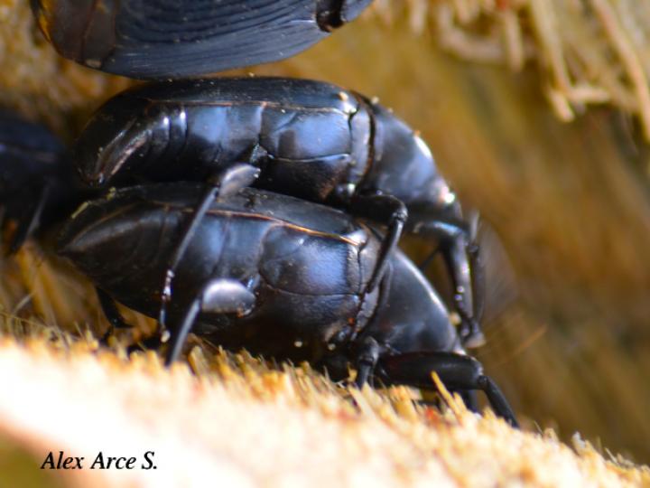 Picudo negro de la palma