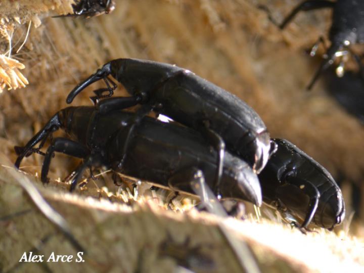 Picudo negro de la palma