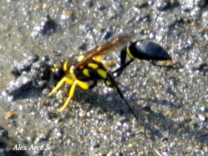 Avispa de Barro de Cintura de Hilo