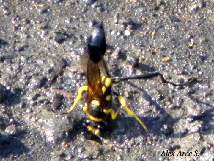 Avispa de Barro de Cintura de Hilo