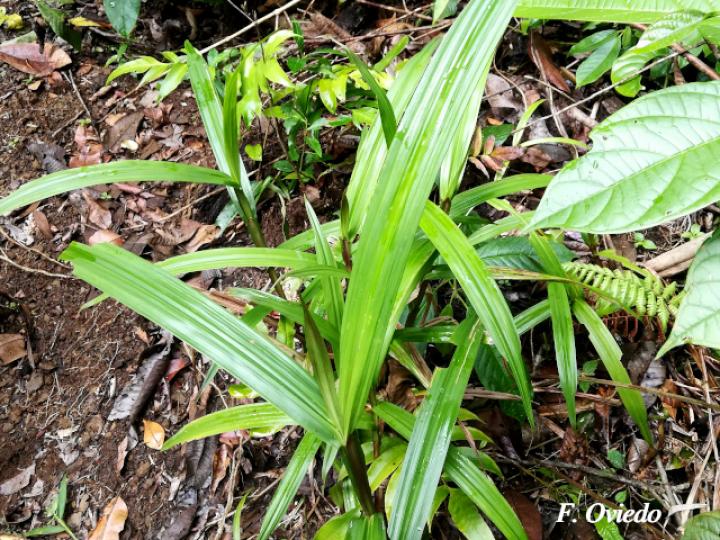 Scleria latifolia (Navajuela)