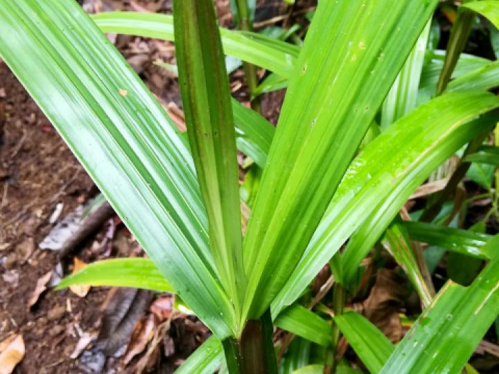 Scleria latifolia (Navajuela)